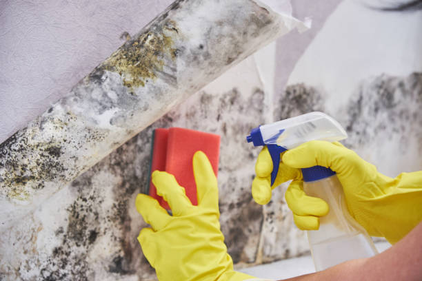 Why You Should Choose Our Mold Remediation Services in Summit, MS